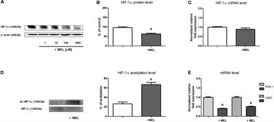 Melatonin Lowers HIF-1α Content in Human Proximal Tubular Cells (HK-2) Due to Preventing Its Deacetylation by Sirtuin 1